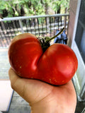 Feuerwerk Tomato