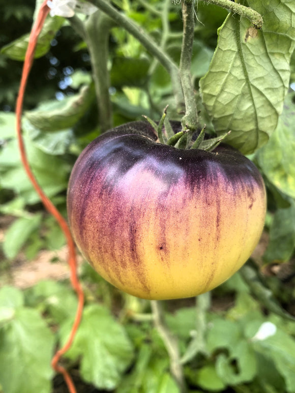 Sart Roloise Tomato