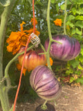 Sart Roloise Tomato