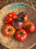 Sart Roloise Tomato