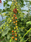 Strawberry Cherry Tomato