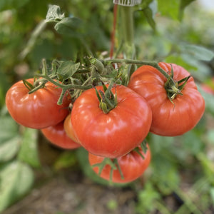 Magnum Beefsteak Tomato