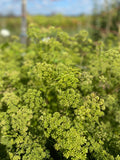 Forest Green Curly Parsley