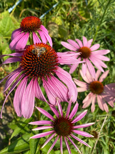 Purple Coneflower Echinacea