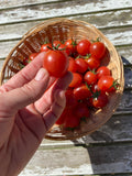 Strawberry Cherry Tomato