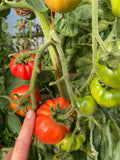 Cobourg Tomato