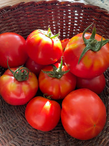 Cobourg Tomato