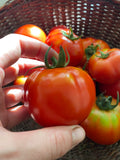 Cobourg Tomato