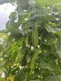 Loofah Plant (Luffa Plant)