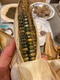 Oaxacan Green Dent Corn