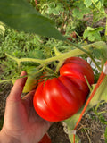 Mrs. Bot's Italian Giant Tomato