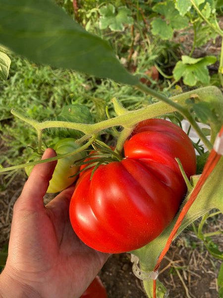 Mrs. Bot's Italian Giant Tomato – Franken Farm Seed Company