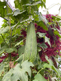 Loofah Plant (Luffa Plant)