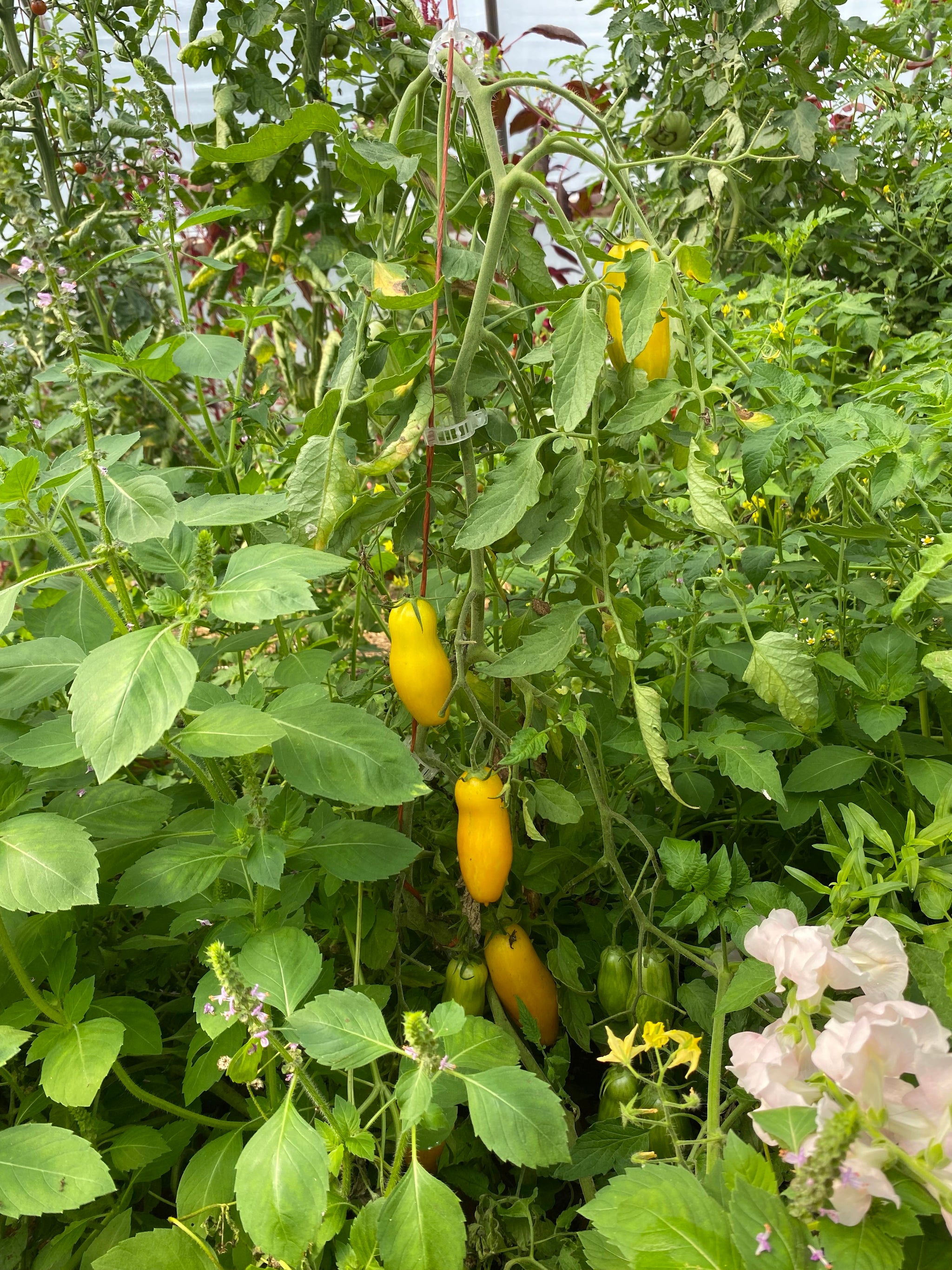banana legs tomato plant Banana Legs Tomato – Franken Farm Seed Company