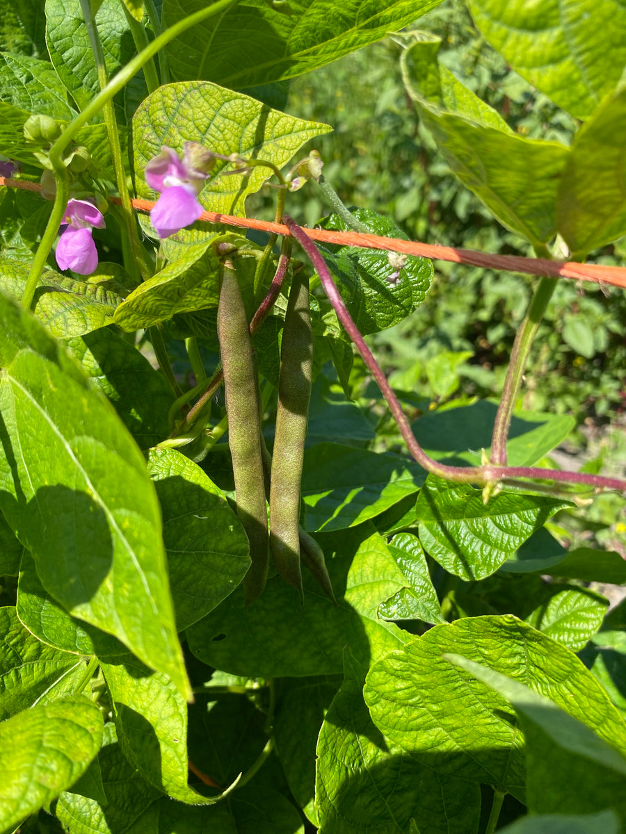 Cherokee Trail of Tears Pole Bean – Franken Farm Seed Company