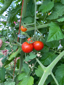 Chiapas Wild Tomato