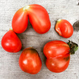 Reisetomate Tomato
