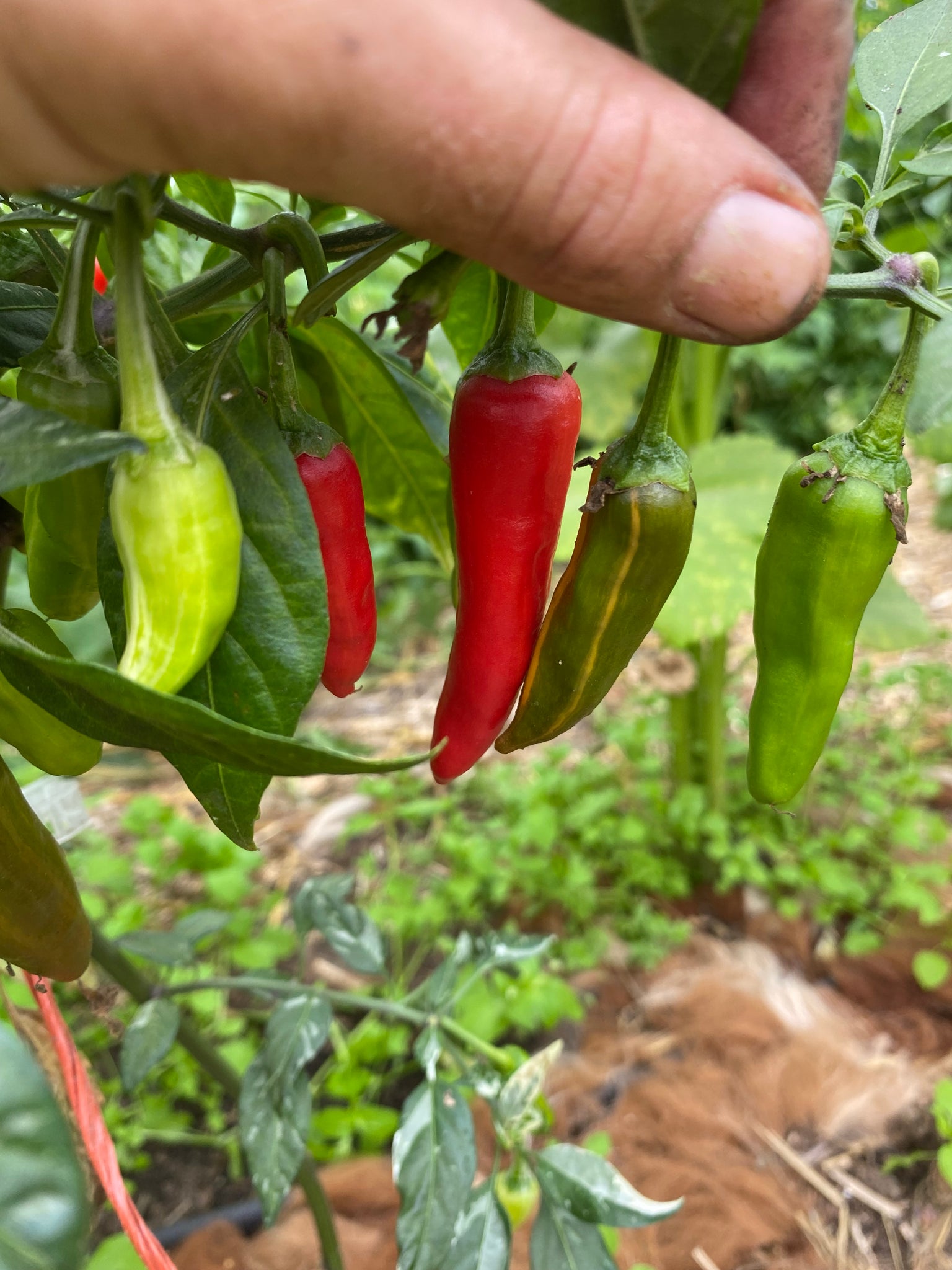 Fish Pepper – Franken Farm Seed Company