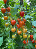 Gardener's Sweetheart Cherry Tomato