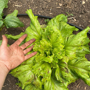 Jester Lettuce