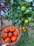 Striped Cavern Tomato