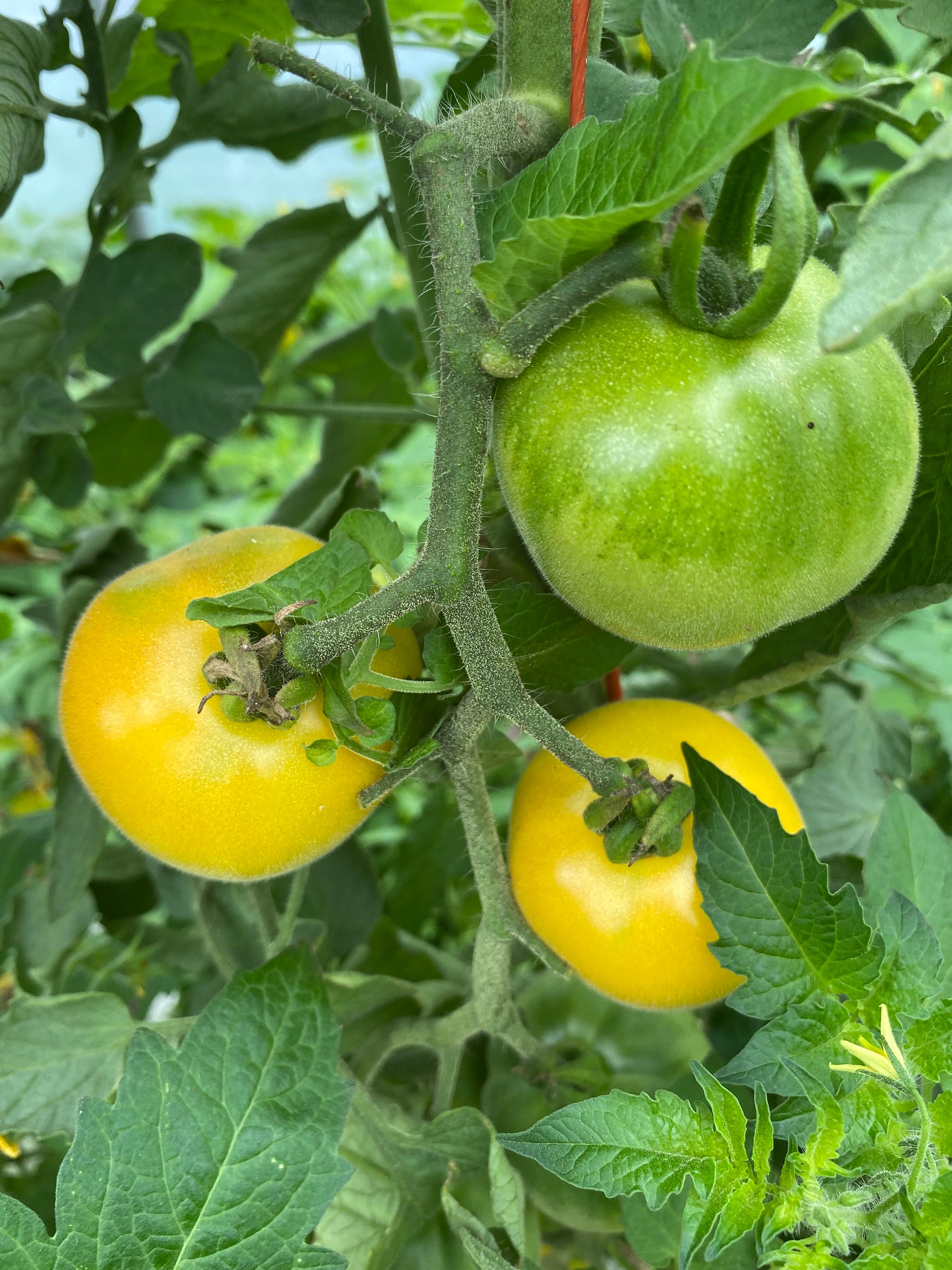 Wapsipinicon Peach Tomato – Franken Farm Seed Company