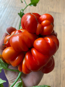 Reisetomate Tomato