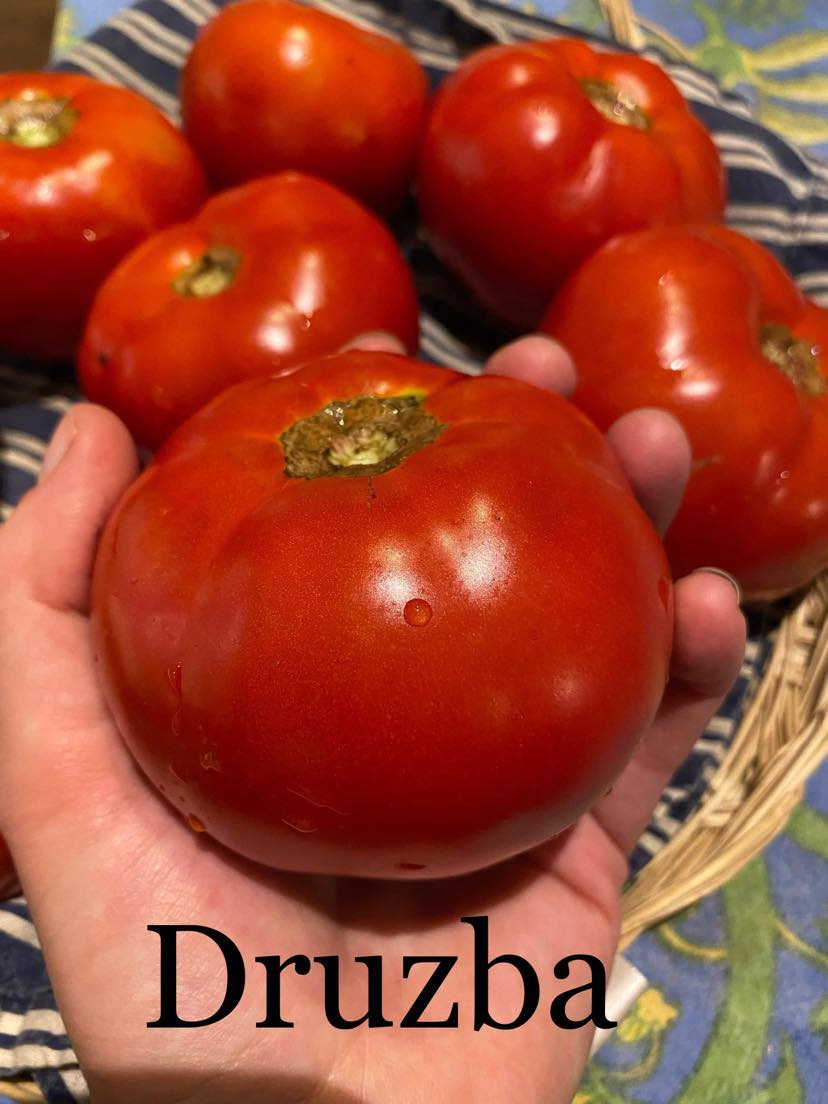 Chef's Tomatoes Variety Pack – Franken Farm Seed Company