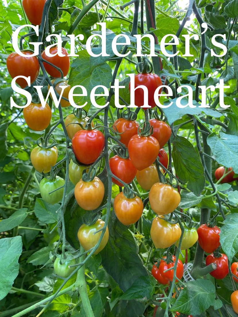 Chef's Tomatoes Variety Pack – Franken Farm Seed Company