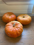 Cinderella Pumpkin